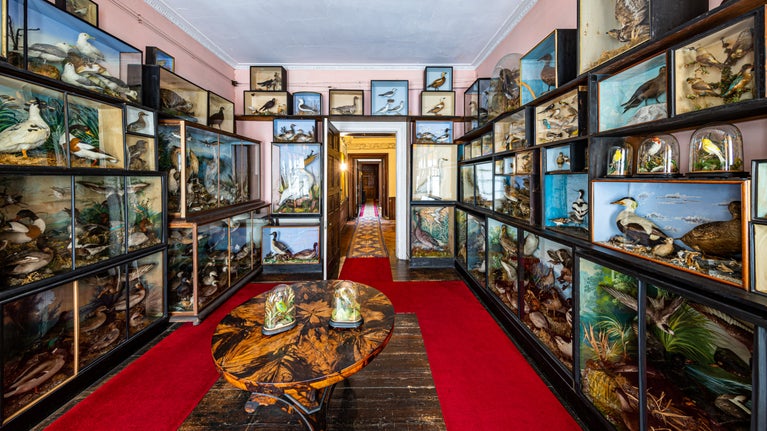 Natural history collection on display in the Bird Lobby at Calke Abbey, Derbyshire